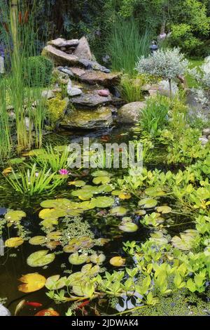 Lilly pads, plantes aquatiques, roseaux et succulents poussant dans un étang japonais de poissons koï dans une arrière-cour. Vue sur un lac paisible, calme et serein Banque D'Images