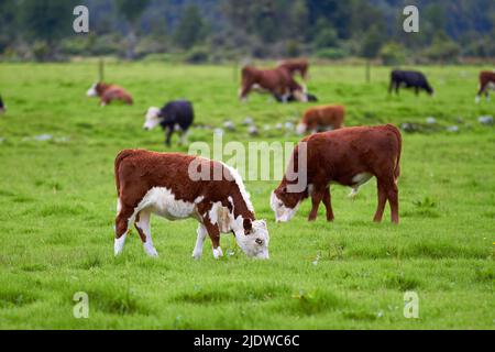 La vache Hereford debout et paître sur un pâturage de ferme vert vibrant avec espace d'imitation. Diverses tailles de vaches Hereford debout dans un pâturage sur une ferme sur un Banque D'Images