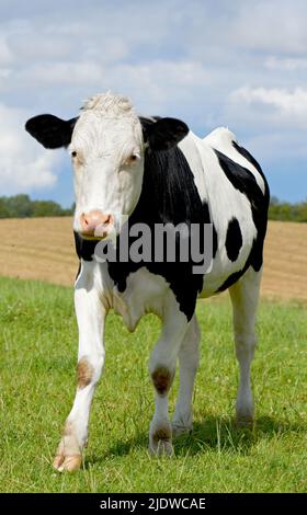 Vache Holstein noire et blanche isolée contre l'herbe verte sur les terres agricoles et les terres agricoles éloignées. Élevage de bétail vivant, élevage de vaches laitières nourries d'herbe Banque D'Images