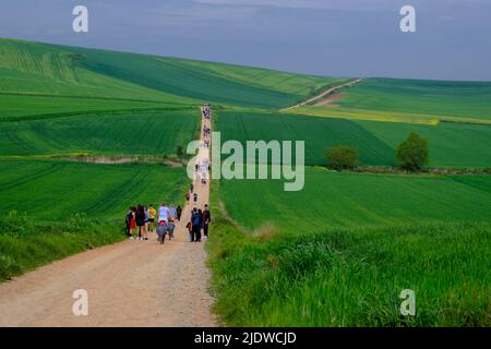 Espagne, district de Rioja. Espagnol élèves de l'école secondaire randonnée le Camino de Santiago, approchant Saint-Domingue de la Calzada, Canola croissant en t Banque D'Images