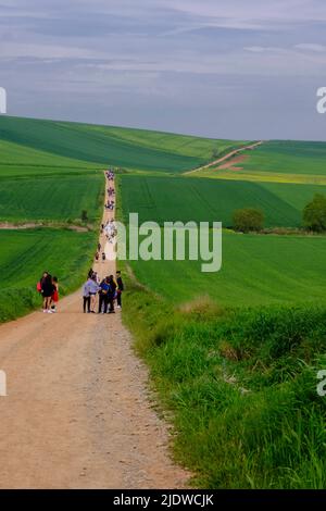 Espagne, district de Rioja. Espagnol élèves de l'école secondaire randonnée le Camino de Santiago, approchant Saint-Domingue de la Calzada, Canola croissant en t Banque D'Images