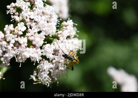 Guêpe de Darwin, Ichneumonidae, sur une fleur blanche Banque D'Images