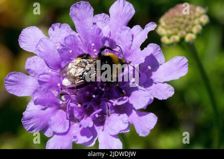 Bumblebee, on, Fleur, Scabiosa columbaria, gros plan, Scabiosa, Bloom, Bumble Bee, in, Bleu Banque D'Images