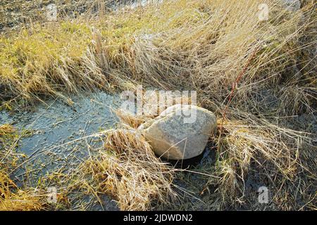 Herbe aride sèche et grand rocher sur un lit de marécage à Jutland, Danemark. Paysage de nature rustique et fond de marais non cultivés avec roseaux Banque D'Images