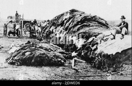 1874 , Dodge City , Kansas , Etats-Unis : Hillocks de peaux de buffles de 40,000 animaux attendent un train à l'est de Dodge City . Sept ans plus tôt, le colonel William Frederick CODY , connu sous le nom DE BUFFALO BILL ( 1846 -1917 ) a tiré plusieurs milliers de têtes pour nourrir les travailleurs du chemin de fer du Kansas , Mais plus tard, les chasseurs ont tué des millions juste pour des cuirs, amenant l'espèce près de l'extinction - Epocea del Selvaggio OUEST - cowboy - cow-boy - animali dans estinzione - prateria - praterie - bufalo americano ---- Archivio GBB Banque D'Images