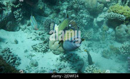 Poisson de déclencheur sur récif de corail. Titan Triggerfish (Balistoides viridescens) gros plan, grenaille sous-marine. Mer Rouge, Égypte Banque D'Images