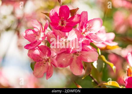 Pomme Malus Rudolph arbre, avec des fleurs de rose foncé dans le fond flou bokeh. Ressort. Motif fleuri abstrait. Banque D'Images