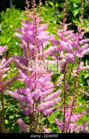 Astilbe jardin de plantes, Astilbe 'Amethyst', plante, jardin, Pink Astilbes début de l'été vivaces rustiques Banque D'Images