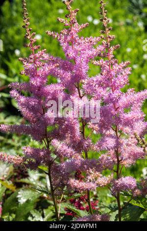 Astilbe x arendsii 'Amethyst', vivaces roses, plante, ornementale, Astilbes Banque D'Images