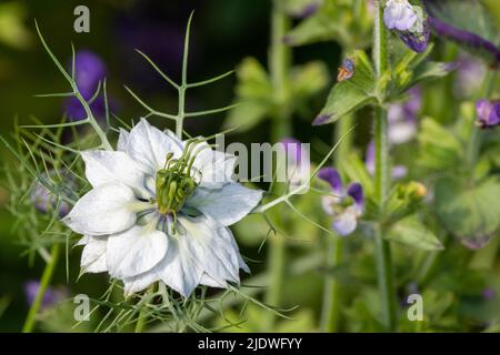 Photo macro d'une fleur de cumin noir (Nigella sativa) en fleur Banque D'Images