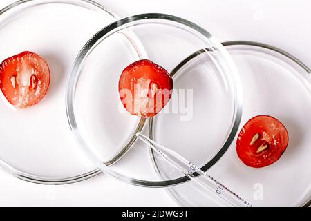 Laboratoire cosmétique abstrait. Raisins sur des plats de pétri sur fond blanc. Banque D'Images