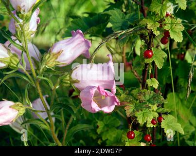 La Campanula fleurit près d'un grossis dans un potager, Banque D'Images