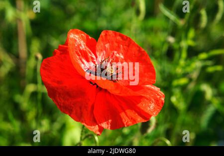 Fleur de pavot dans un jardin Banque D'Images