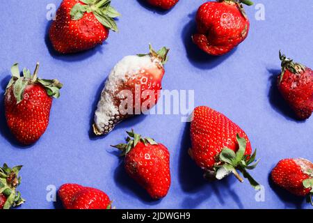 pourrir les fraises sur fond bleu.problème de faim dans le monde. copier l'espace. surconsommation, concept de gaspillage alimentaire. nourriture gâchée, dangereuse. Banque D'Images