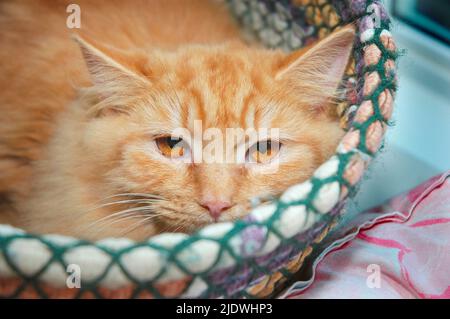 L'or jaune chat errant dans le panier de corde Banque D'Images