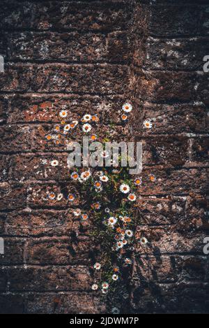 Camaemelum nobile ou camomille / camomille fleurs de Marguerite poussant sur un mur en Angleterre, images créatives Banque D'Images