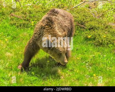 Un ours adulte, symbole officiel du canton de Berne, entre dans l'eau de la piscine à l'intérieur de Bear Pit, l'une des destinations touristiques les plus visitées de Berne Banque D'Images