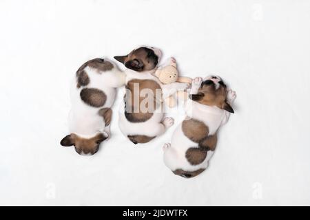 Trois adorables chiots de boudogue dorment sur un lit à carreaux blancs. Banque D'Images