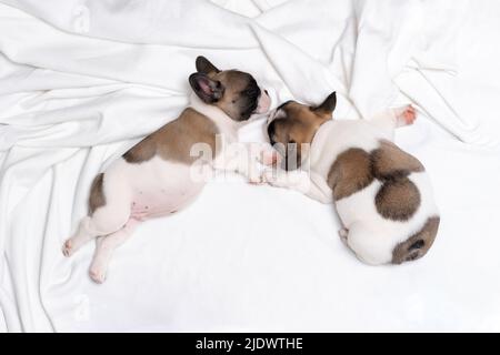 Trois adorables chiots de boudogue dorment sur un lit à carreaux blancs. Banque D'Images