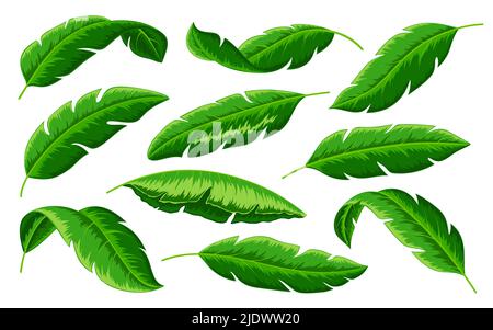 Ensemble de feuilles de palmier tropicales. Le vert réaliste laisse différentes formes. Feuillage de bananiers exotiques de la jungle Illustration de Vecteur
