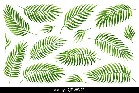 Ensemble de feuilles de palmier tropicales. Le vert réaliste laisse différentes formes. Feuillage exotique de la jungle isolé Illustration de Vecteur