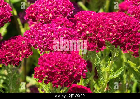 Red Achillea série 'Pomegranate' 'Tutti Frutti' Red yarrow floraison fin printemps ou début été Banque D'Images