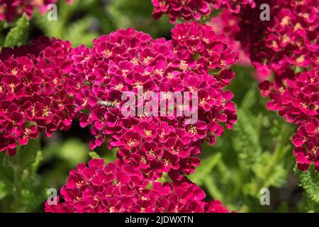 Violet foncé Achillea série 'Pomegranate' 'Tutti Frutti' Violet yarrow floraison fin printemps ou début été Banque D'Images