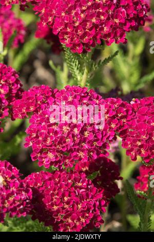 Rouge foncé Achillea série 'Pomegranate' 'Tutti Frutti' yarrow rouge floraison fin printemps ou début été Banque D'Images