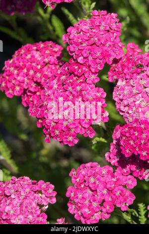 Fleur d'Achillea millefolium, rose Achillea 'éducation Saucy' Yarrow rose Banque D'Images