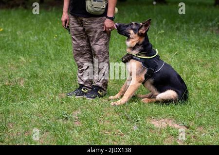 Service German Shepherd, en déchargement, se trouve sur l'herbe à côté du propriétaire. Photo de haute qualité Banque D'Images