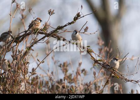 Un petit groupe (ou flutter) de Bruant d'arbre (Passer Montanus) se rassemblant sur des tiges entrelacées de la feuille de miel commune (Lonicera Periclymenum) au printemps Banque D'Images