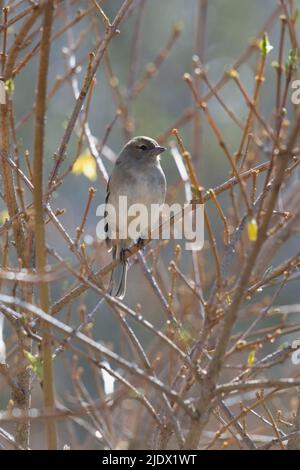 Un Chaffinch féminin (Fringilla Coelebs) - connu sous le nom de Shelfie en Écosse - photographié au soleil de printemps perchée sur un Forsythia Bush à Bud Banque D'Images