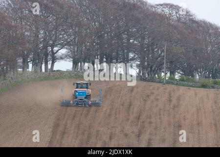 Vue arrière d'un tracteur et d'un semoir pneumatique Lemken en flanc de colline au printemps avec arbres de hêtre (Fagus sylvatica) et Dyke de Drystane en arrière-plan Banque D'Images