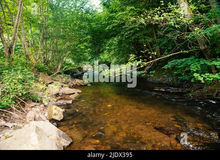 Cours d'eau dans la forêt en été, paysage en Allemagne près de Trèves, rivière Ruwer dans la vallée de la Moselle Banque D'Images