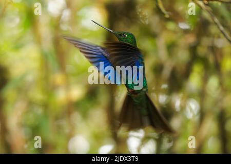 Grande Sapphirewing - Pterophanes cyanopterus espèce d'oiseau-mouches dans les brillants, tribu Heliantheini dans la sous-famille des Lesbiinae, oiseau bleu trouvé dans B Banque D'Images