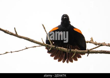 Un Blackbird ailé de rouge qui se lance Banque D'Images