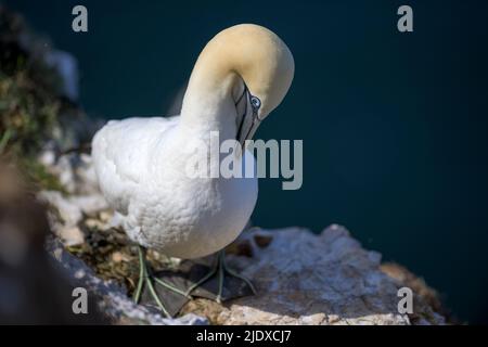 Portrait du gantet nordique (Morus bassanus) debout à l'extérieur Banque D'Images