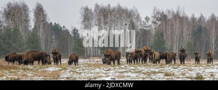 Pologne, Podlaskie Voivodeship, bison européen (Bison bonasus) dans la forêt de Bialowieza Banque D'Images