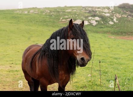 Cheval brun avec de la manie noire sur l'herbe Banque D'Images