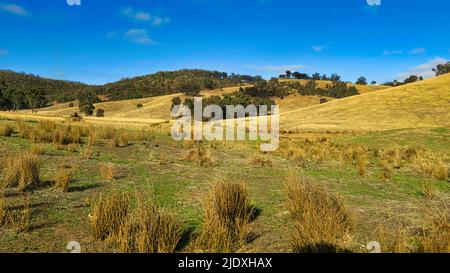 Tussock et collines ondoyantes autour du Mont Adrah en Nouvelle-Galles du Sud en Australie Banque D'Images