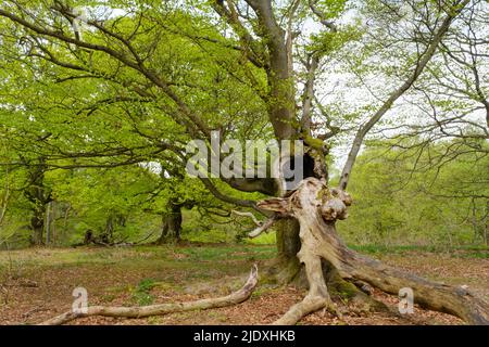 Allemagne, Hesse, Bad Wildungen, Hutewald Halloh, hêtres dans le parc naturel de Kellerwald-Edersee Banque D'Images