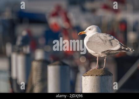 Goéland argenté européen (Larus argentatus) debout au-dessus du pôle côtier Banque D'Images