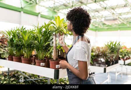 Jeune jardinier examinant des plantes en pots à la pépinière Banque D'Images