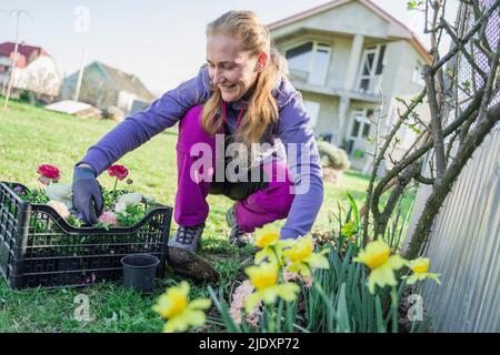 Femme plantant des fleurs de ranunculus dans le jardin le jour ensoleillé Banque D'Images