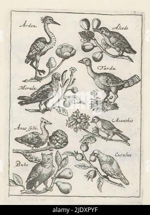 Heron, kingfisher et autres oiseaux, oiseaux (titre de la série), avium Vivae Icones (...) (Titre de la série), huit oiseaux sur les branches, chacun portant son nom en latin. Heron, kingfisher, blackbird, grand bustard, canard, siskin, hibou de l'aigle et coucou. Cet imprimé fait partie d'un album., imprimeur: Anonyme, imprimeur: Crispijn van de passe (I), (attribution rejetée), après dessin par: Adriaen Collaert, Utrecht, 1635 - 1660, papier, gravure, hauteur 123 mm × largeur 87 mm Banque D'Images