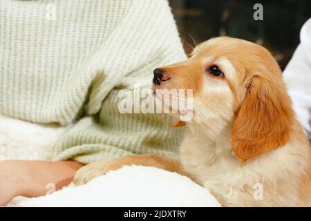 Un enfant avec un chiot mignon. Fille avec un chiot hovawart doré à la maison. Mignon petit chiot de garde Banque D'Images