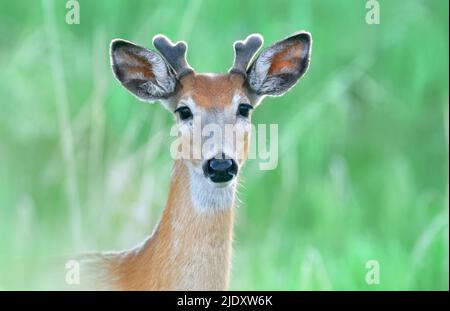 Un portrait horizontal en gros plan d'un jeune cerf de Buck à queue blanche, 'Odocoileus virginianus'; avec contact oculaire sur un fond vert doux et désorienté. Banque D'Images