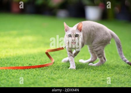 Le chat en colère siffle et menace et regarde à la caméra dans le champ d'herbe artificielle. Banque D'Images