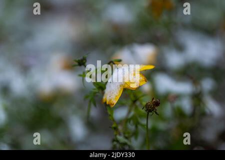 La branche des hanches de rose sauvage avec des baies sous la neige. Banque D'Images