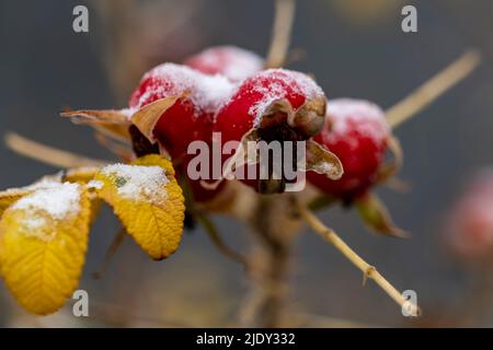 La branche des hanches de rose sauvage avec des baies sous la neige. Banque D'Images